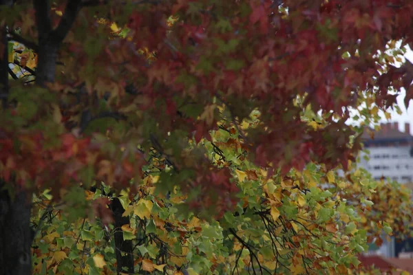 Couleurs Automne Dans Environnement Urbain — Photo