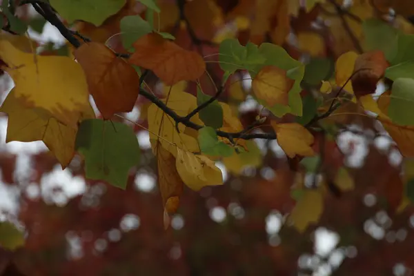 Kentsel Bir Ortamda Sonbahar Renkleri — Stok fotoğraf