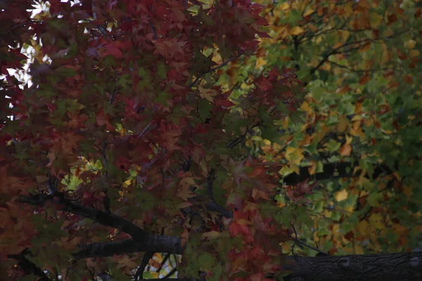 Herbstfarben Einer Städtischen Umgebung — Stockfoto