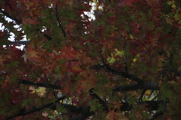 Herbstfarben Einer Städtischen Umgebung — Stockfoto