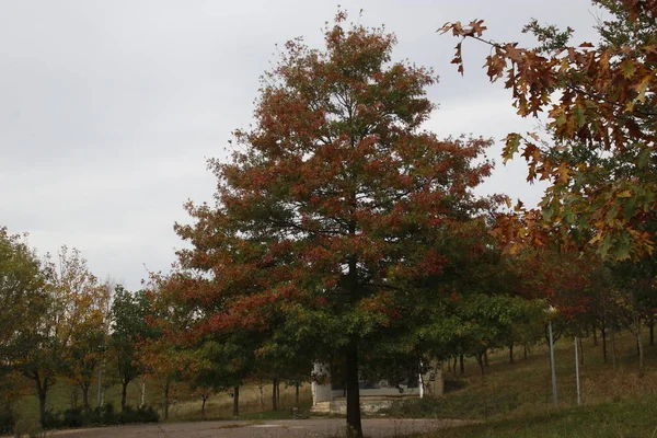 城市环境中的秋天色彩 — 图库照片