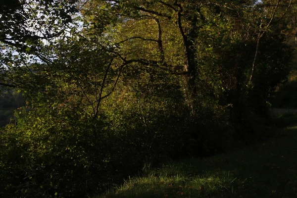 Efterårsfarver Bymiljø - Stock-foto