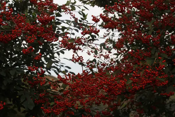 都市部の紅葉 — ストック写真