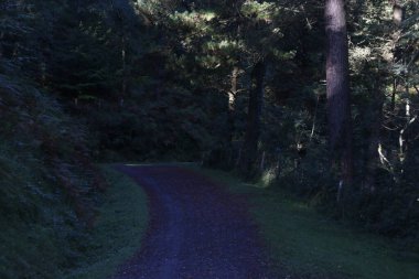 Kırsal bölgede yol