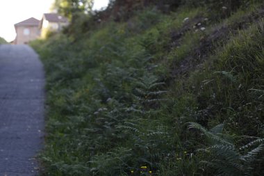 Kırsal bölgede yol