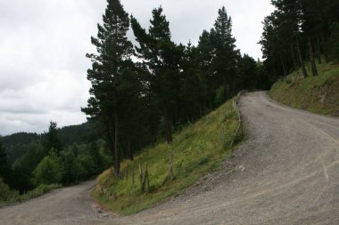 Bir yaz gününde bir ormanın manzarası