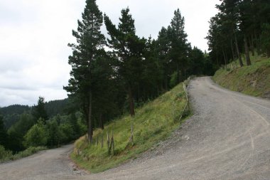 Bir yaz gününde bir ormanın manzarası