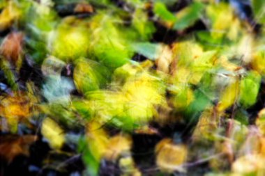 Bir yaz gününde bir ormanın manzarası