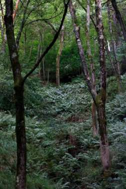 Bir yaz gününde bir ormanın manzarası