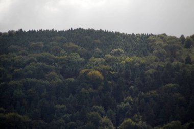 Bir yaz gününde bir ormanın manzarası