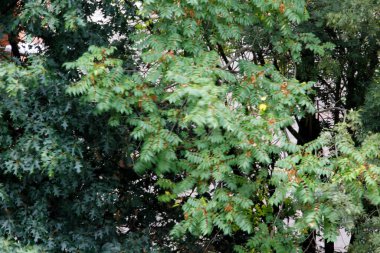 Bir yaz gününde bir ormanın manzarası