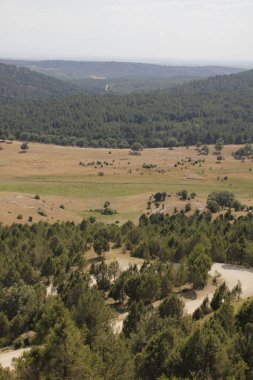 Bir yaz gününde bir ormanın manzarası