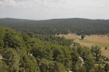 Bir yaz gününde bir ormanın manzarası