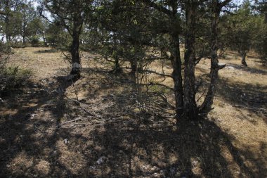 Bir yaz gününde bir ormanın manzarası