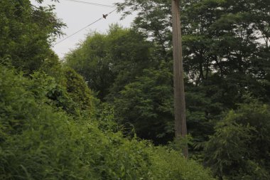 Bir yaz gününde bir ormanın manzarası