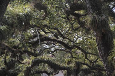 Bir yaz gününde bir ormanın manzarası