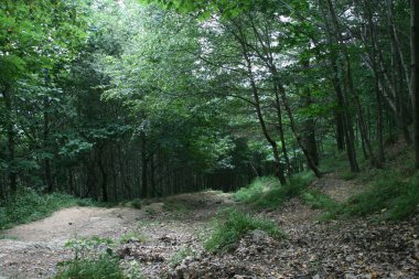 Bir yaz gününde bir ormanın manzarası