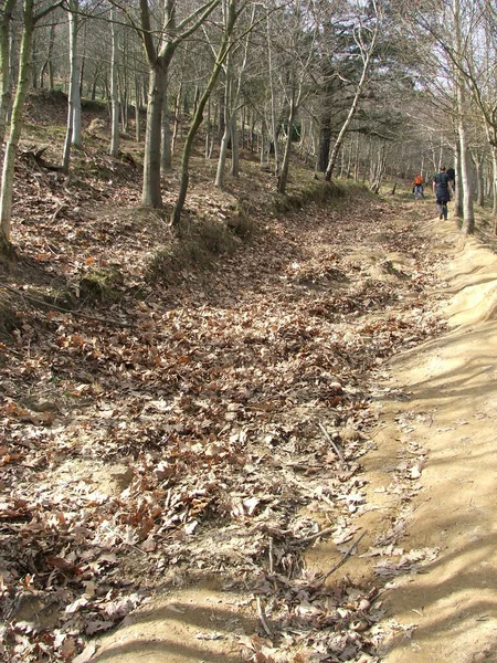 Vista Una Foresta Una Giornata Estiva — Foto Stock