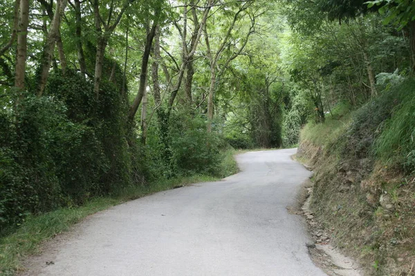 Vista Uma Floresta Dia Verão — Fotografia de Stock