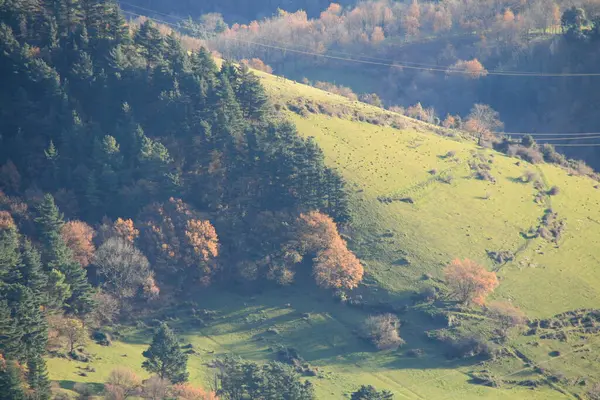 Vista Una Foresta Una Giornata Estiva — Foto Stock