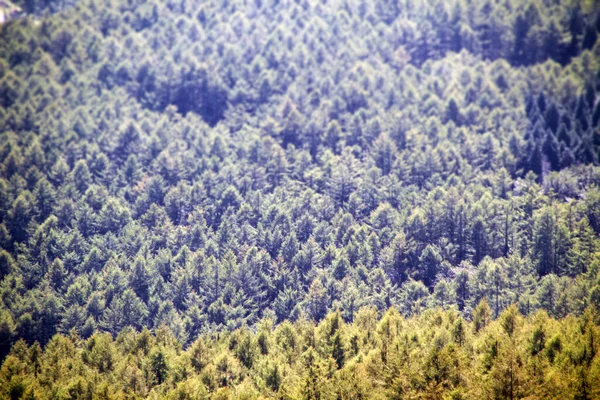 Bir Yaz Gününde Bir Ormanın Manzarası — Stok fotoğraf