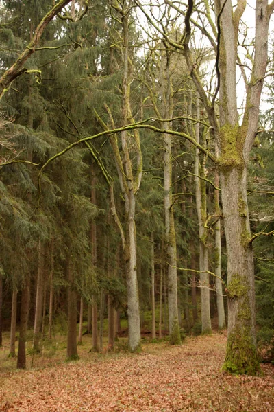 Blick Auf Einen Wald Einem Sommertag — Stockfoto