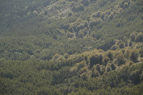 Uitzicht Een Bos Een Zomerdag — Stockfoto