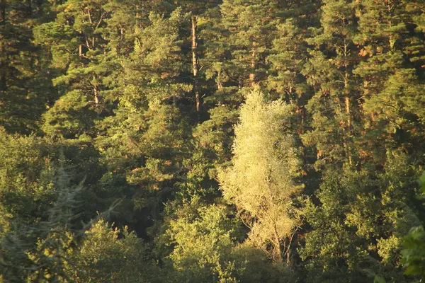 Vista Una Foresta Una Giornata Estiva — Foto Stock