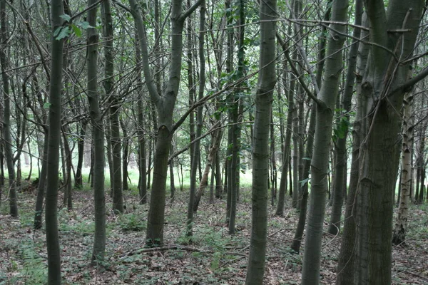 Uitzicht Een Bos Een Zomerdag — Stockfoto