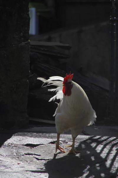 Poule Blanche Dans Une Ferme — Photo