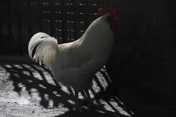 Poule Blanche Dans Une Ferme — Photo