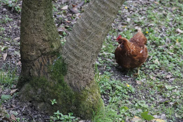 Poule Blanche Dans Une Ferme — Photo