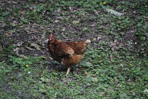 Poule Blanche Dans Une Ferme — Photo