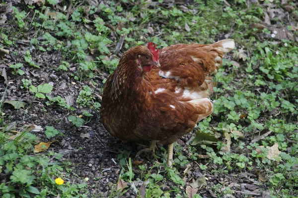 Weiße Henne Auf Einem Bauernhof — Stockfoto