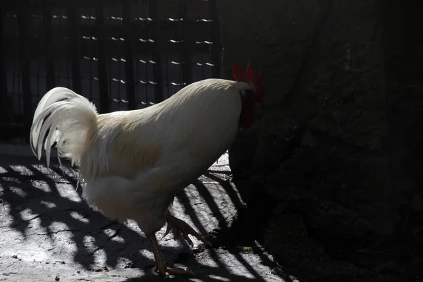 Poule Blanche Dans Une Ferme — Photo