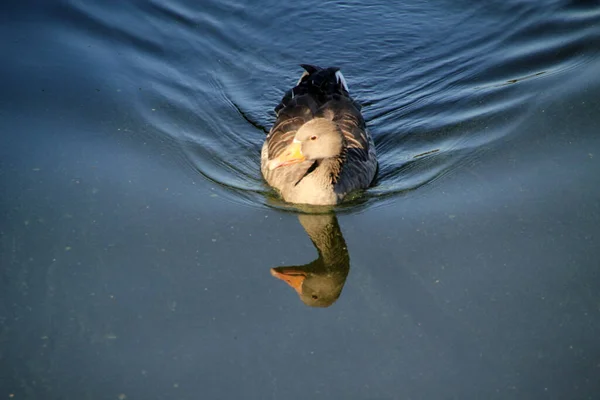 Anatra Nel Fiume — Foto Stock