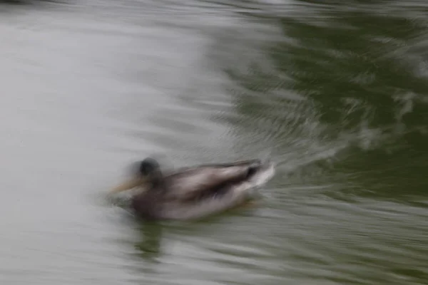 Pato Río — Foto de Stock