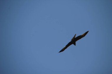 Bir yaz gününde uçan kartal