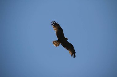 Bir yaz gününde uçan kartal