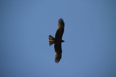 Bir yaz gününde uçan kartal