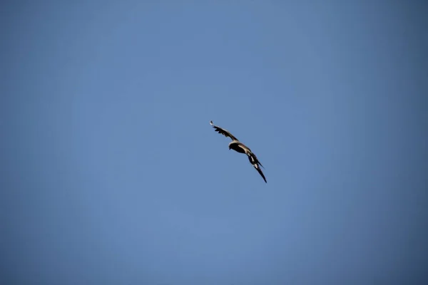 Bir Yaz Gününde Uçan Kartal — Stok fotoğraf