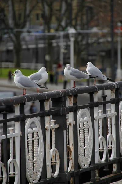 Möwen Auf Der Flussseite — Stockfoto