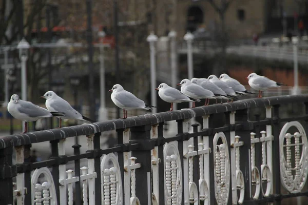 Gaviotas Orilla Del Río — Foto de Stock