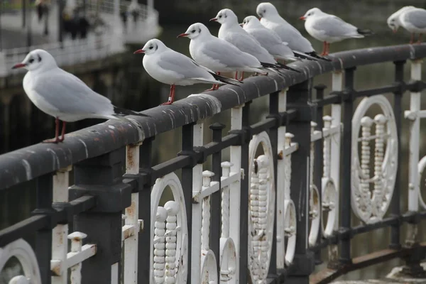 Gaviotas Orilla Del Río — Foto de Stock