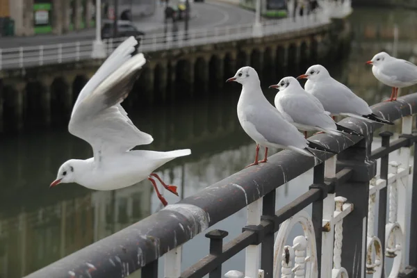 Gaviotas Orilla Del Río — Foto de Stock