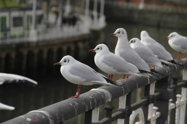 Möwen Auf Der Flussseite — Stockfoto