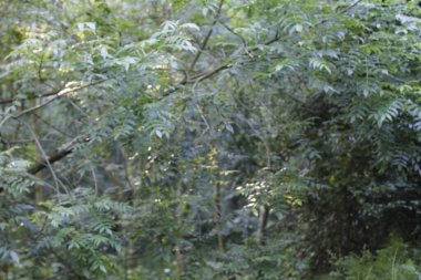 Bir şehir parkında bitki örtüsü