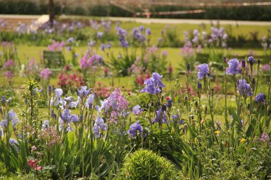 Bir şehir parkında bitki örtüsü