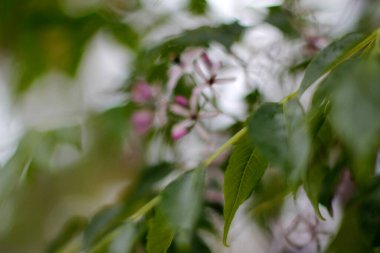 Bir şehir parkında bitki örtüsü