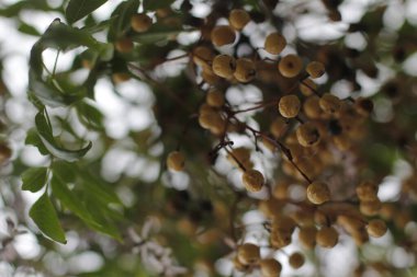 Bir şehir parkında bitki örtüsü